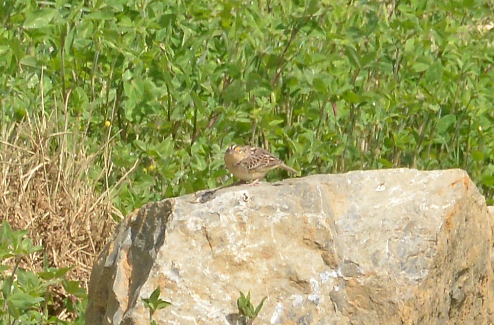 Grasshopper Sparrow - ML337393291