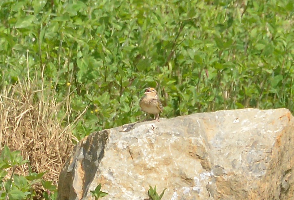 Grasshopper Sparrow - Bill Telfair