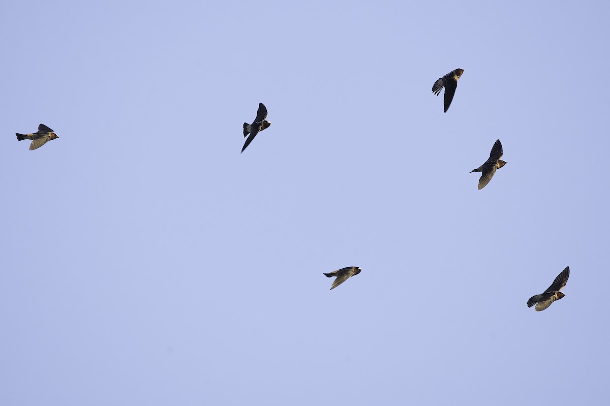 Cliff Swallow - ML337393501