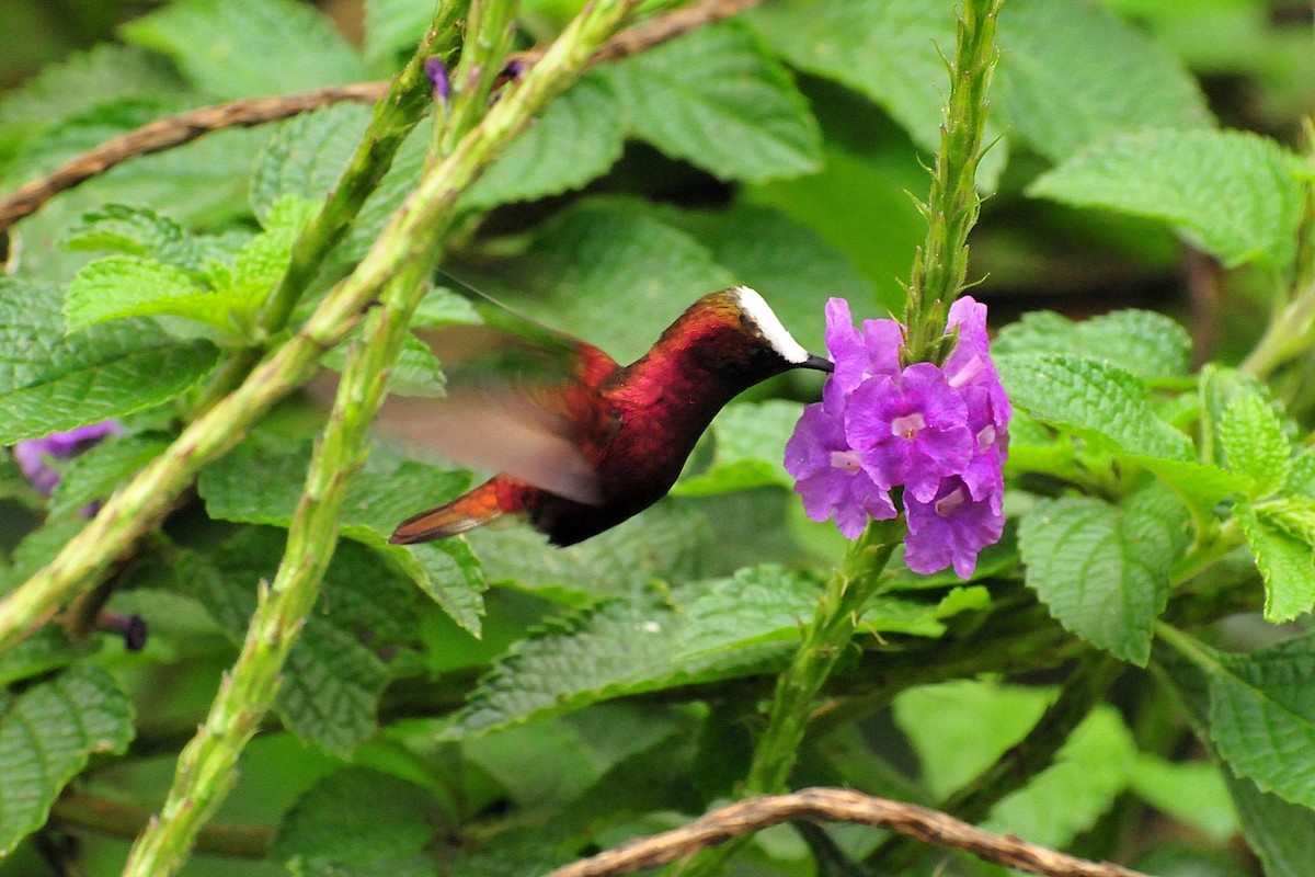 kolibřík běločelý - ML33739361