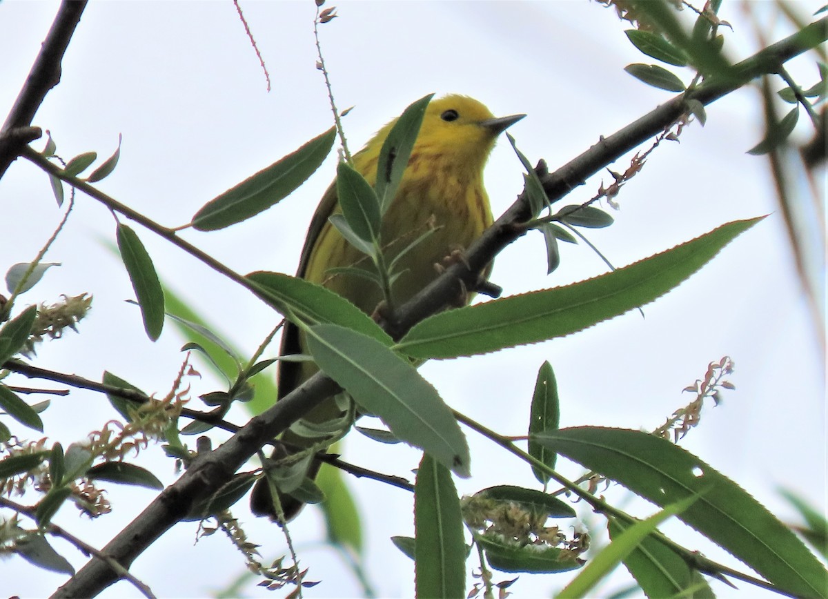 Yellow Warbler - ML337393881