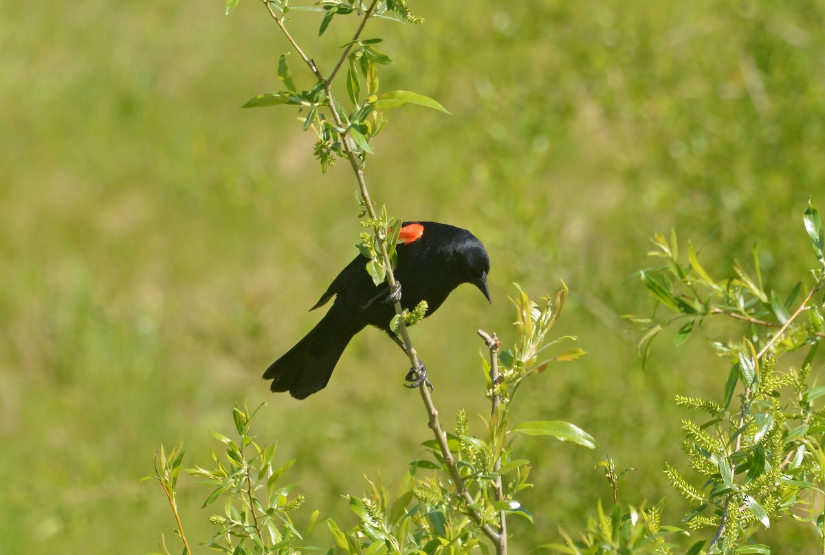 Red-winged Blackbird - Bill Telfair