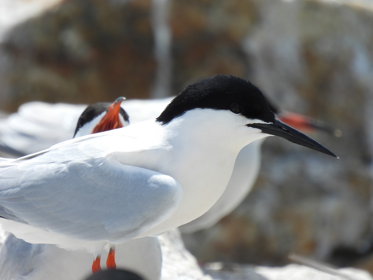 Roseate Tern - Matthew Gilbert