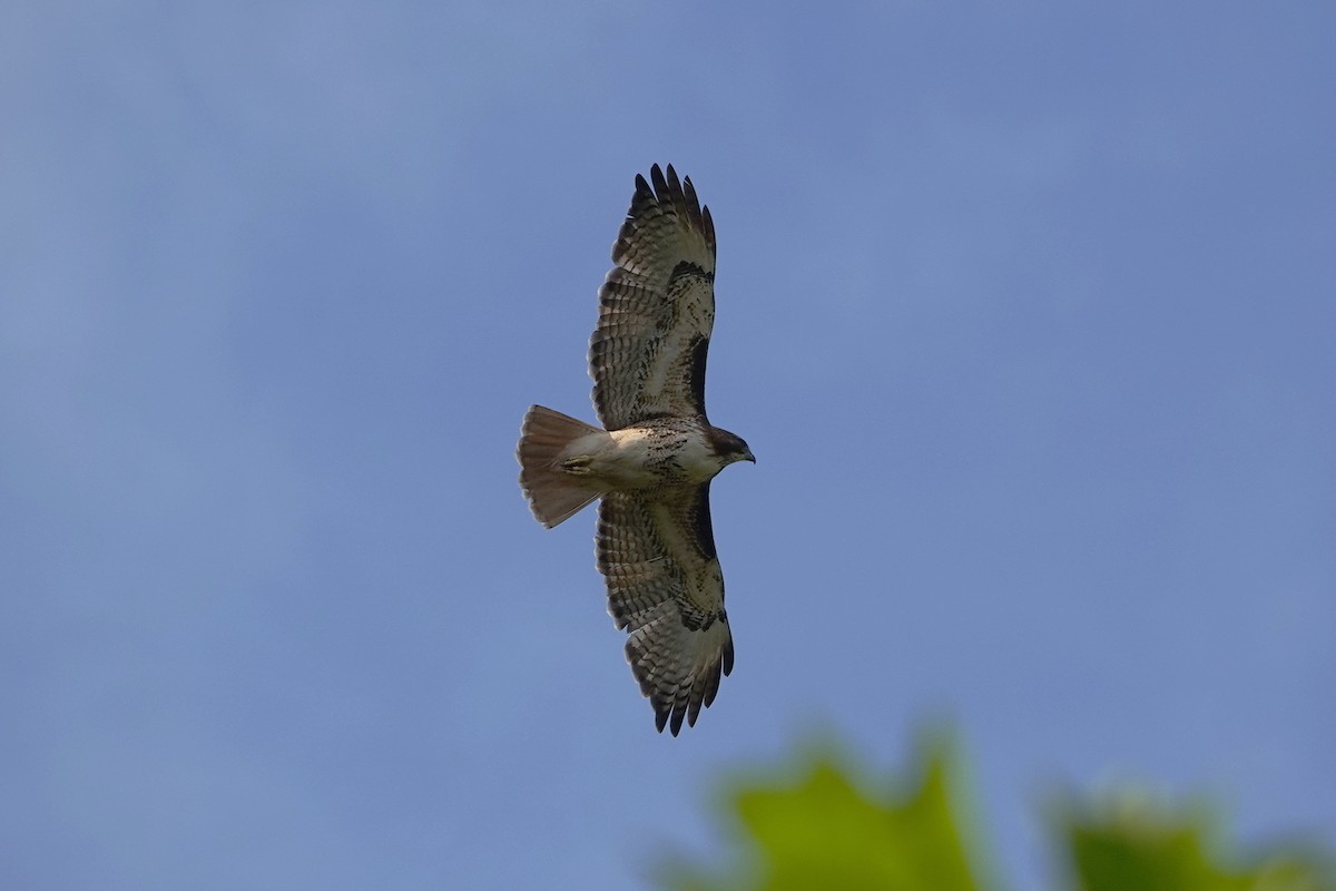 Red-tailed Hawk - John F. Peetsma