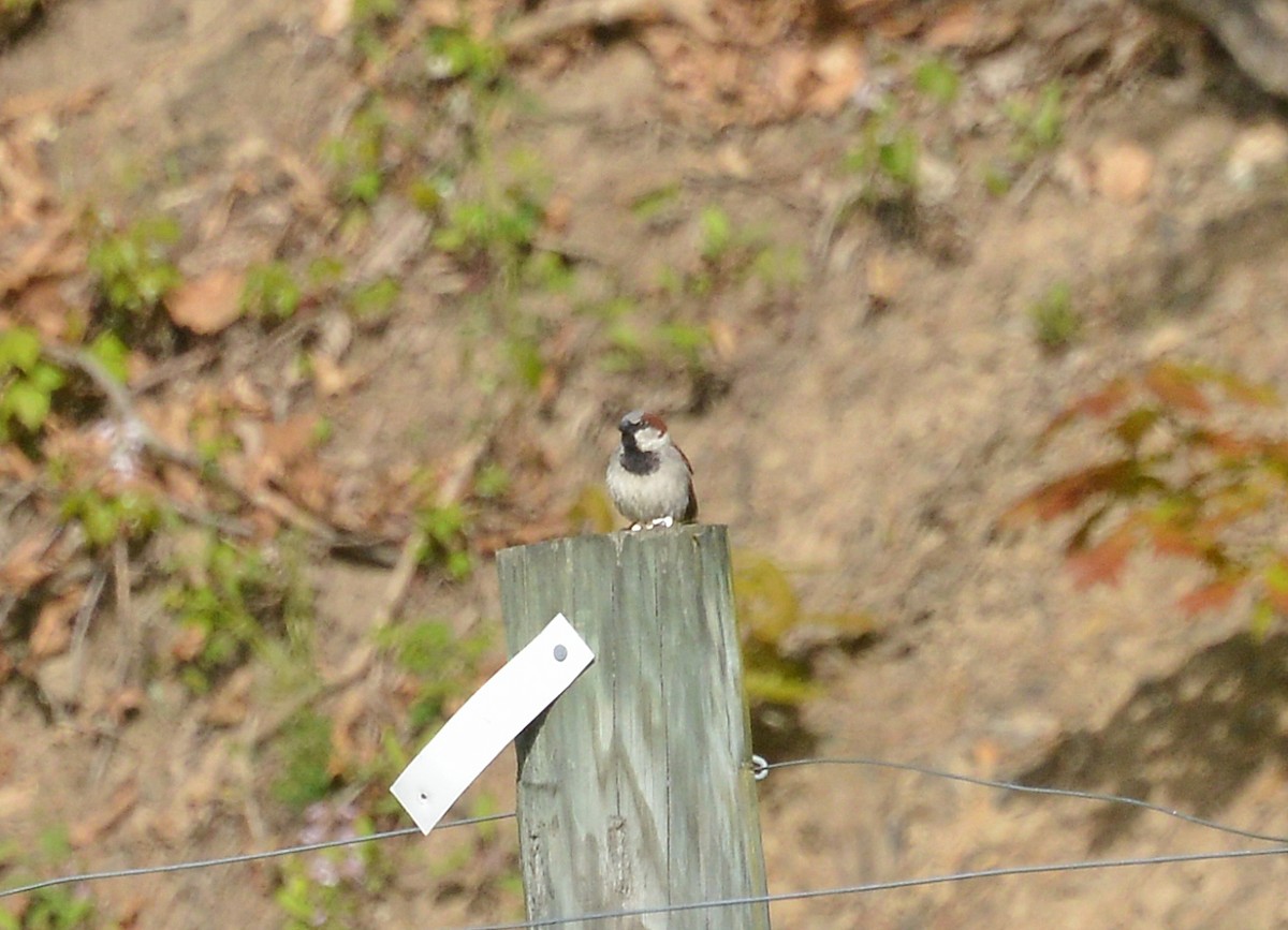 House Sparrow - ML337394761