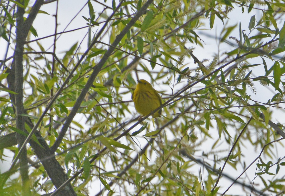 Paruline jaune - ML337395081