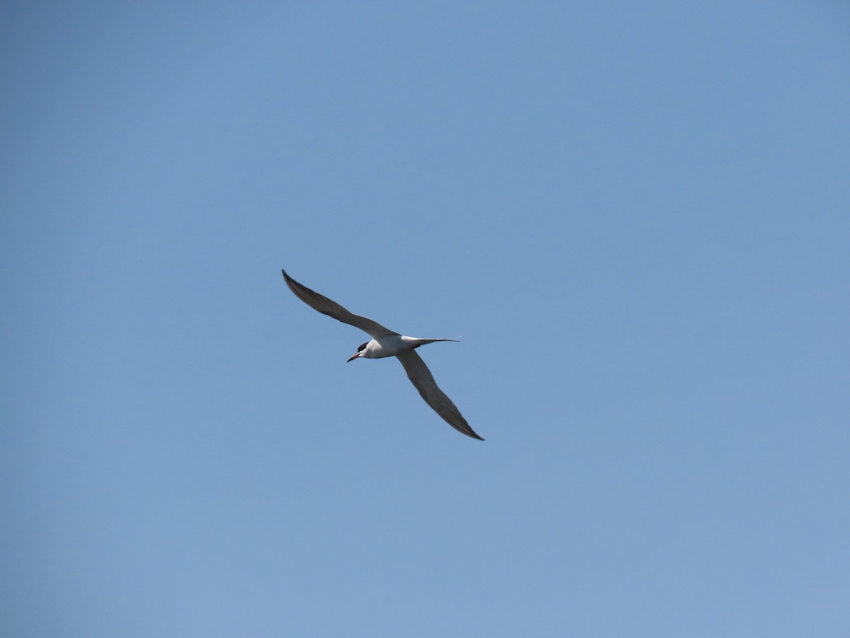 Forster's Tern - ML337396801