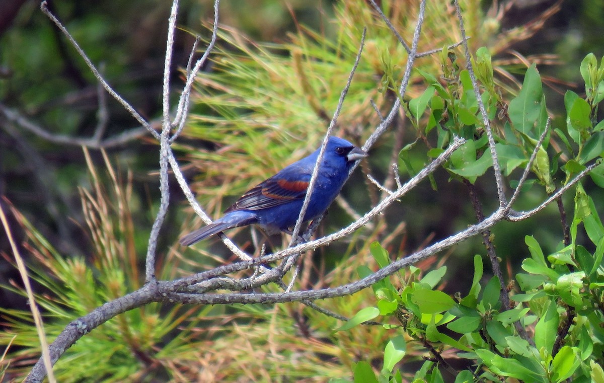 Blue Grosbeak - ML337397441