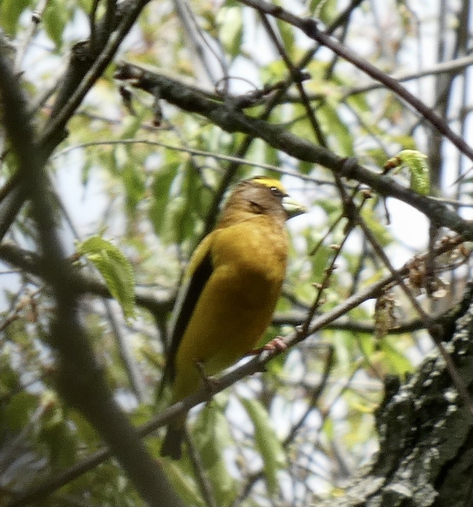 Evening Grosbeak - ML337398191