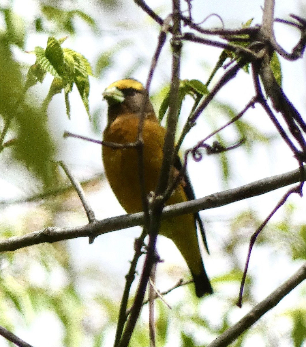 Evening Grosbeak - ML337398231