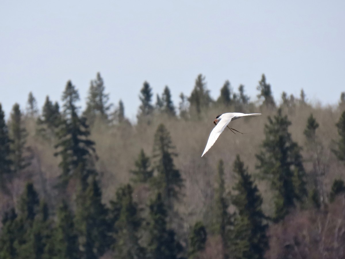 Forster's Tern - ML337398631