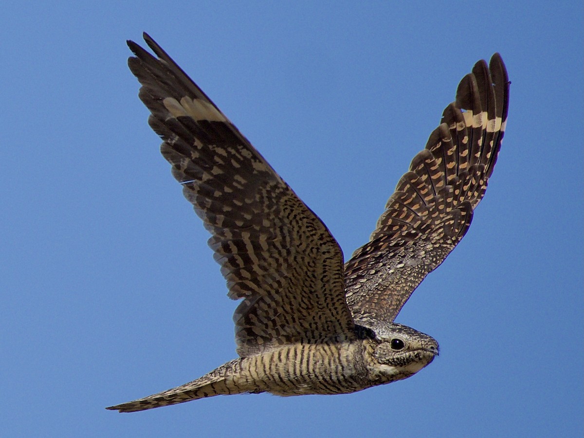 Lesser Nighthawk - Bobby Wilcox