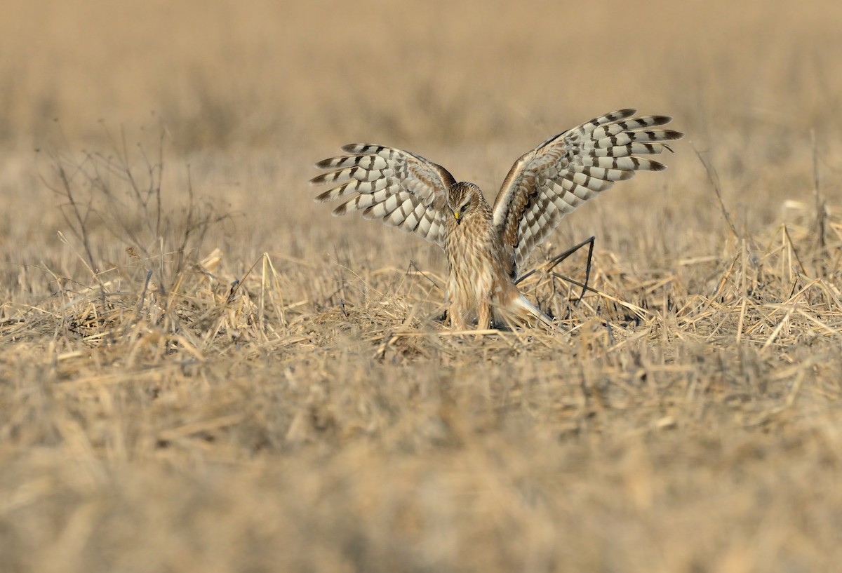 Hen Harrier - ML337399691