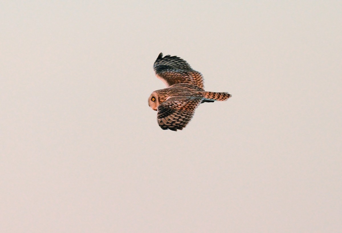 Short-eared Owl - ML337400071