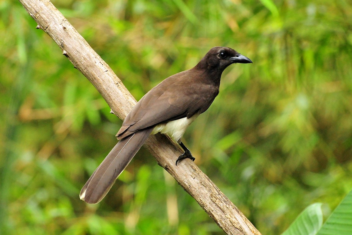 Brown Jay - Joel Trick