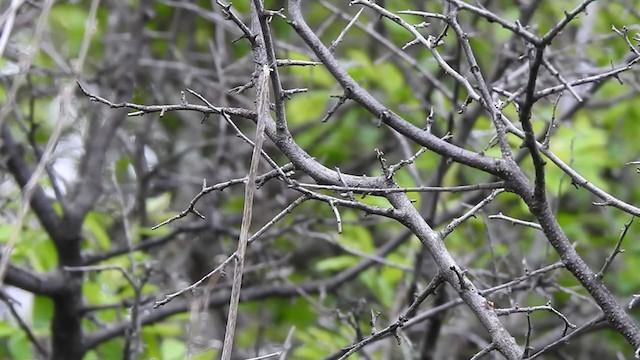 Бутны охил бялзуухай - ML337401271