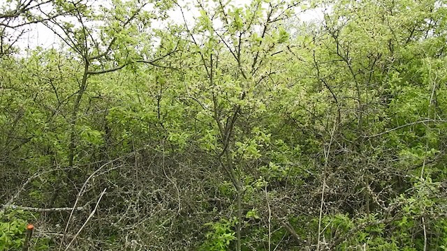 Бутны охил бялзуухай - ML337401451