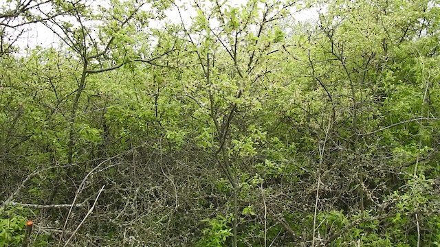 קנית פינית - ML337401451