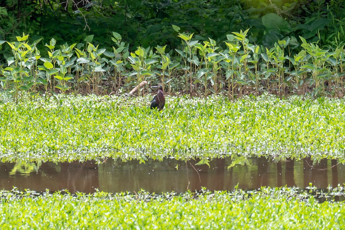 Green Heron - ML337401561