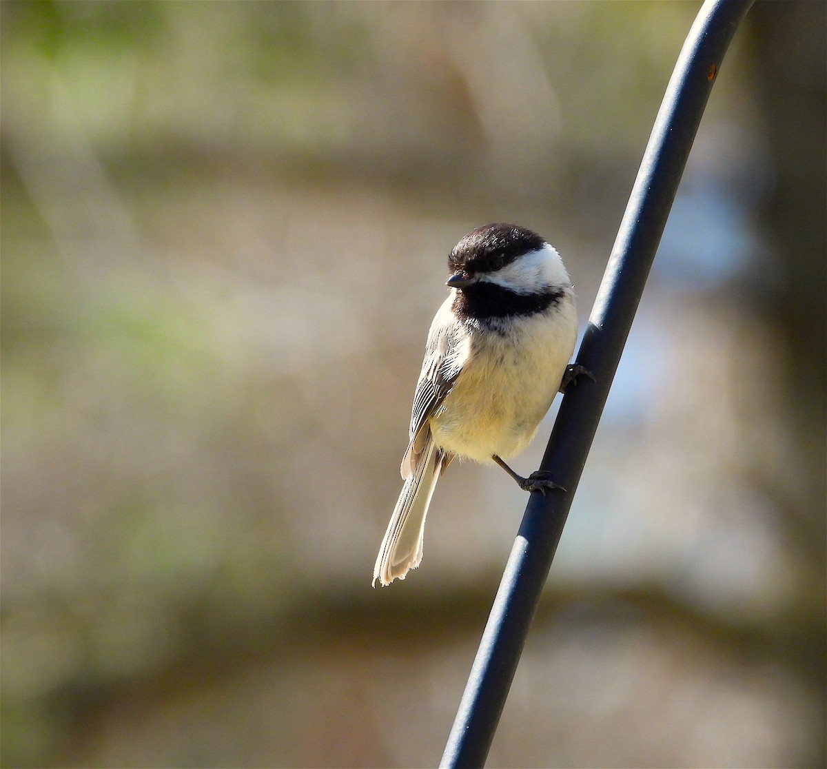 Black-capped Chickadee - ML337401781