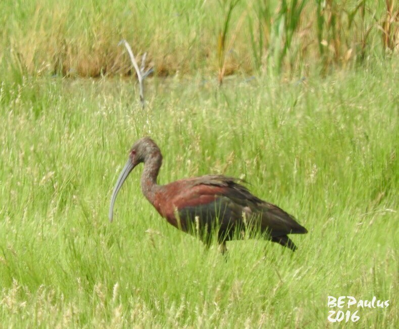 ibis americký - ML33740231