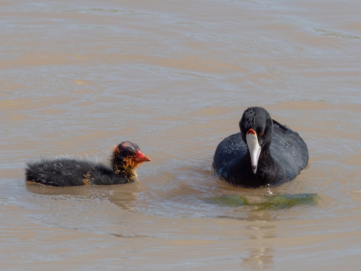 American Coot - Laurie Foss