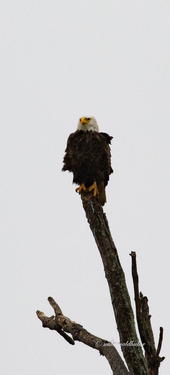 Bald Eagle - ML337404651