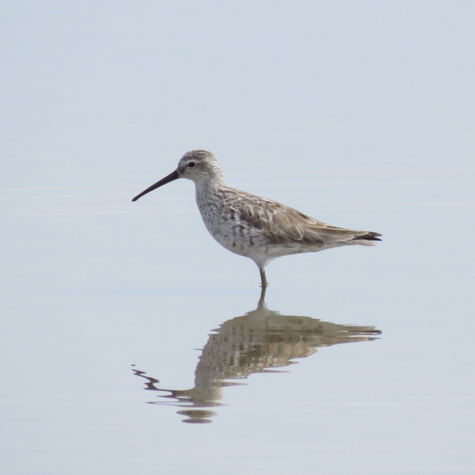 Stilt Sandpiper - ML337405501