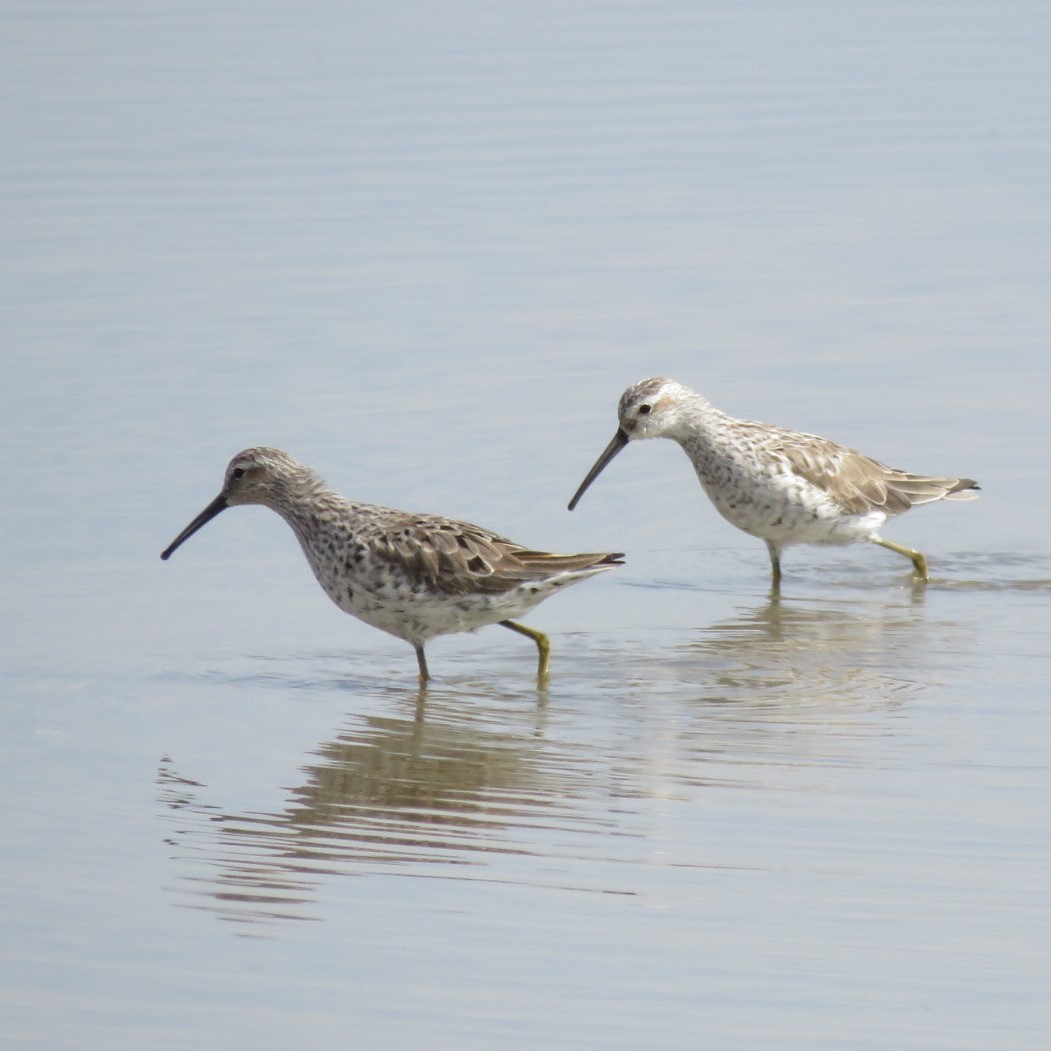 Stilt Sandpiper - ML337405561