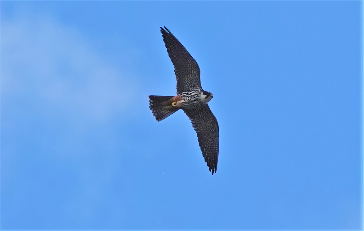 Eurasian Hobby - ML337406371