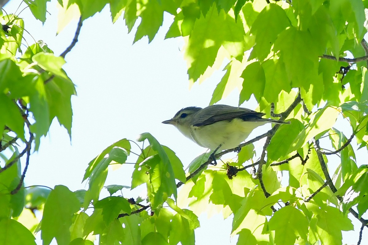 Warbling Vireo - ML337407731