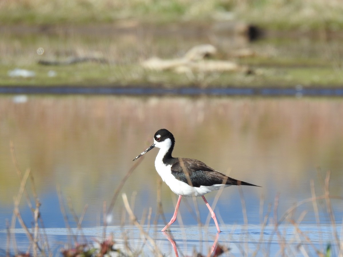 Black-necked Stilt - ML337407941