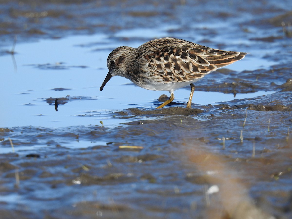 Least Sandpiper - ML337409111