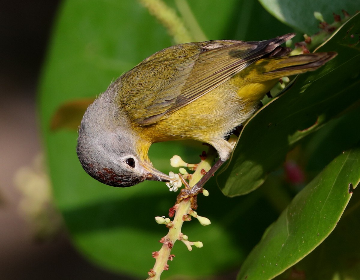 Nashville Warbler - ML337410521