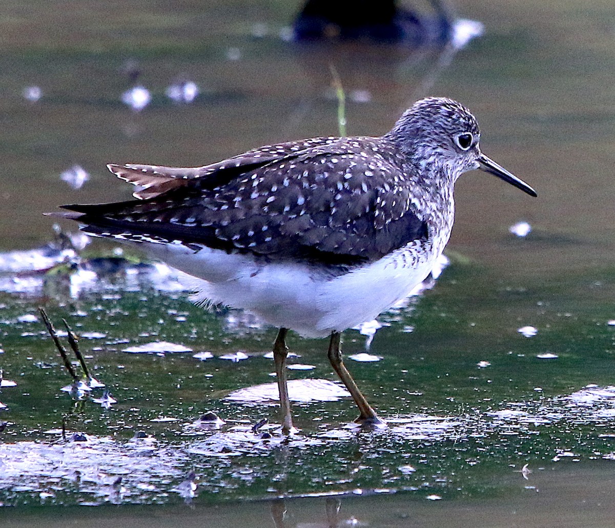 Solitary Sandpiper - ML337413121