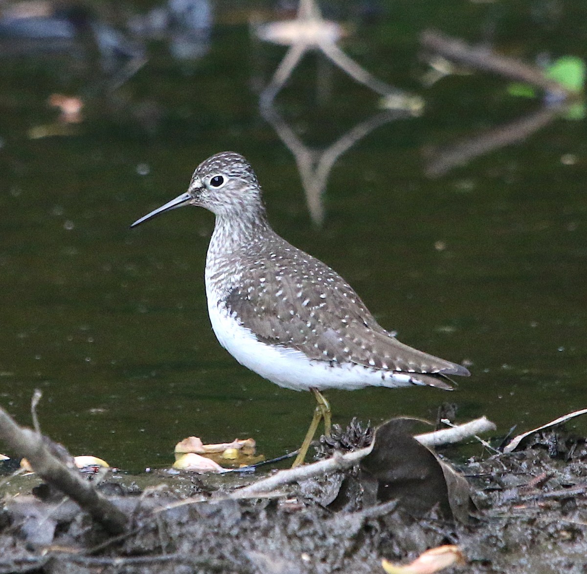 Solitary Sandpiper - ML337413141