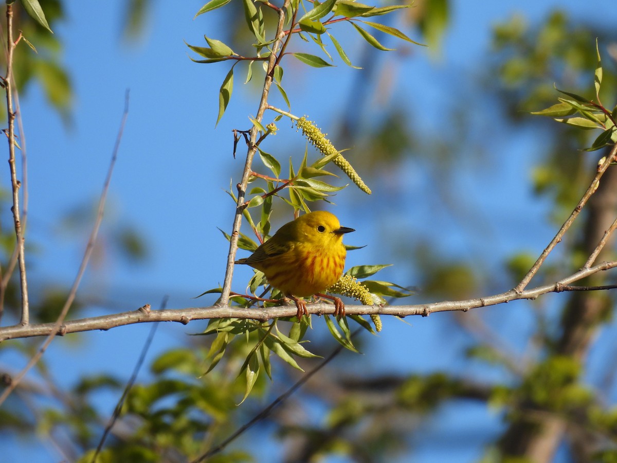 Yellow Warbler (Northern) - ML337413171