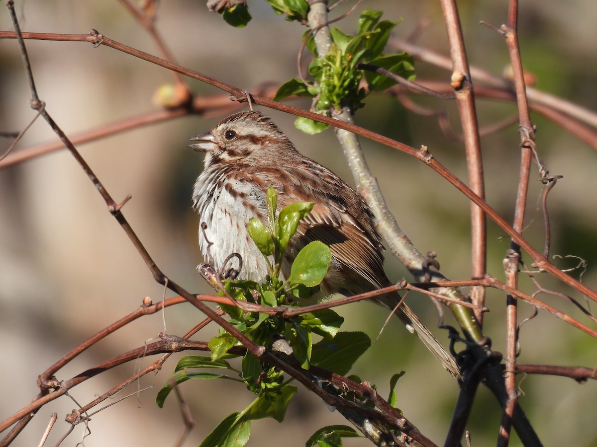 Song Sparrow - ML337413271