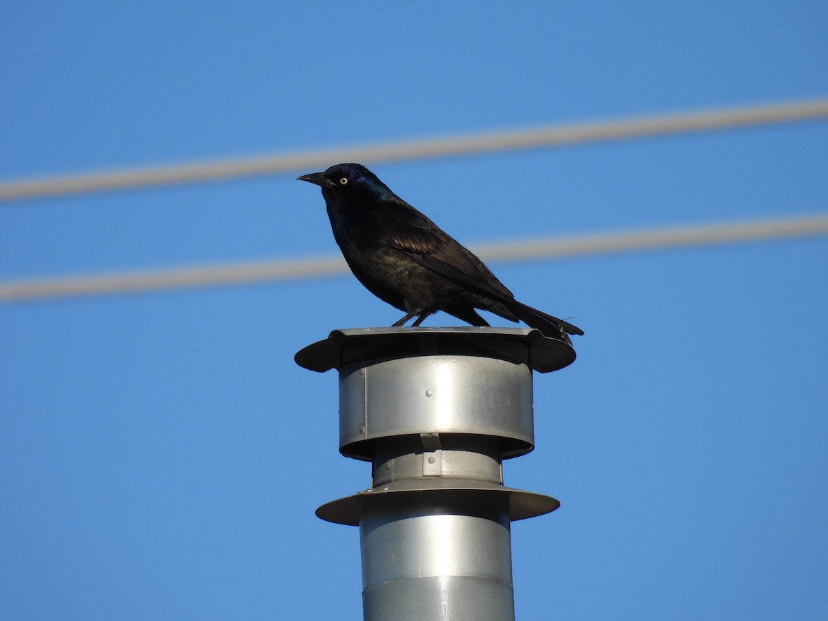 Common Grackle (Bronzed) - ML337413441