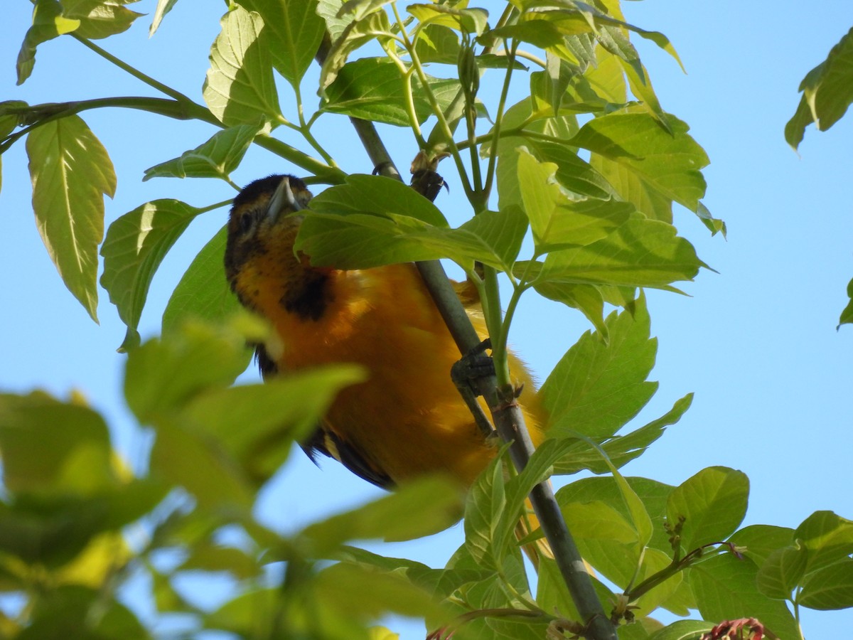 Baltimore Oriole - ML337413711