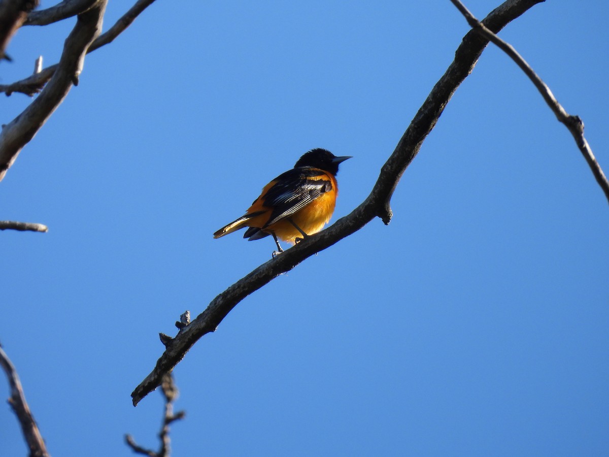 Baltimore Oriole - Jay Solanki