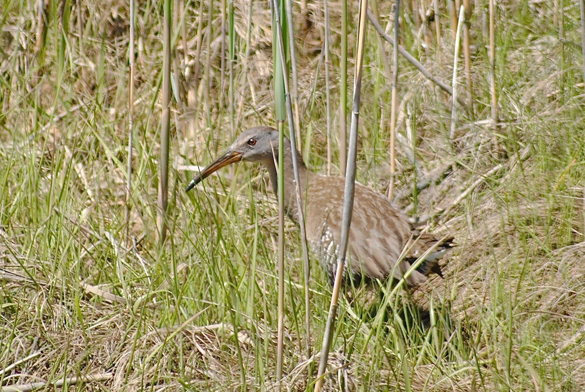 Clapper Rail - ML337413921