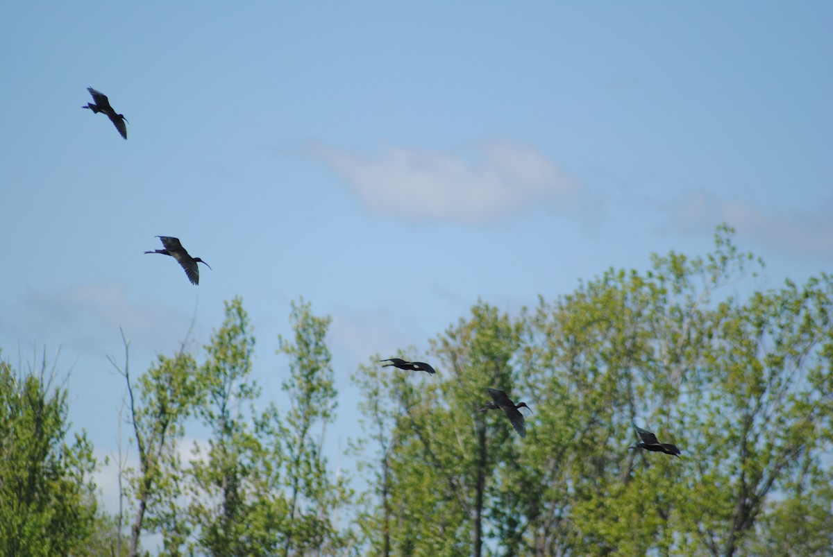 Glossy Ibis - ML337413991