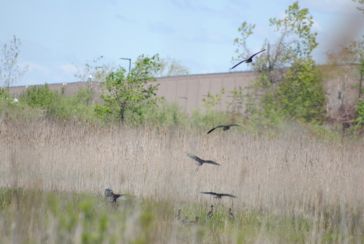 Glossy Ibis - ML337414001