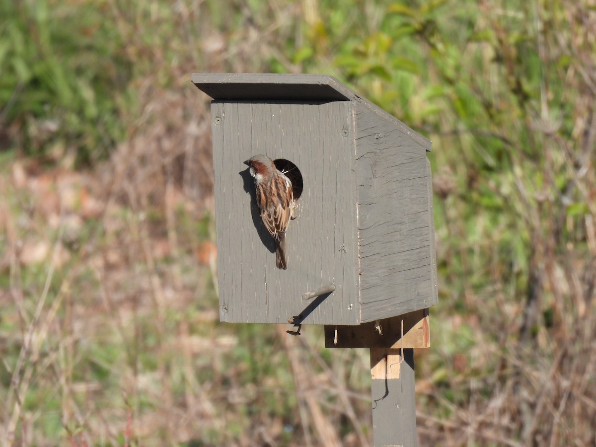 House Sparrow - ML337414021