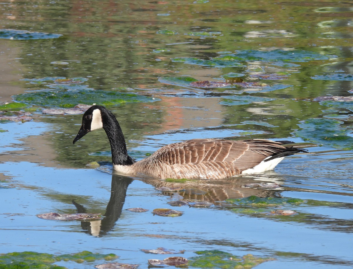 Canada Goose - Jay Solanki