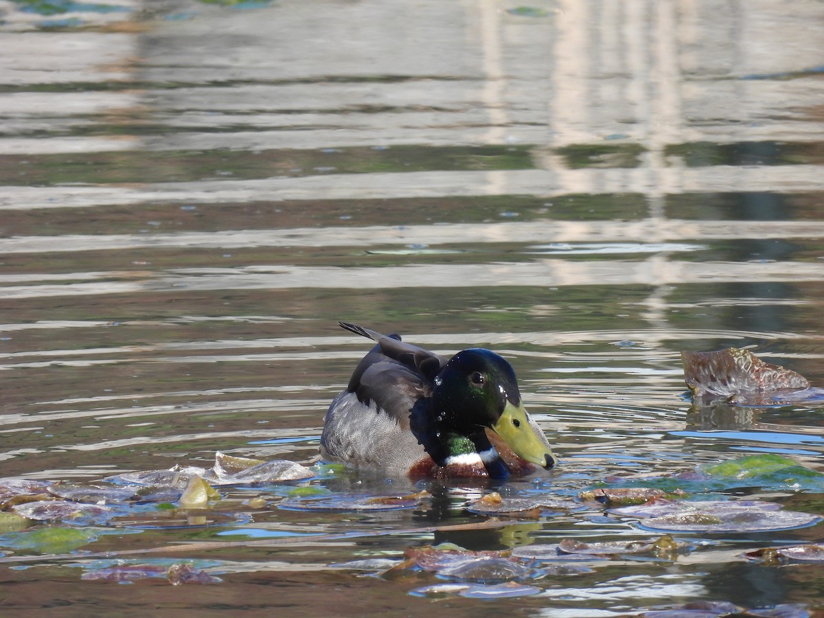 Mallard - Jay Solanki