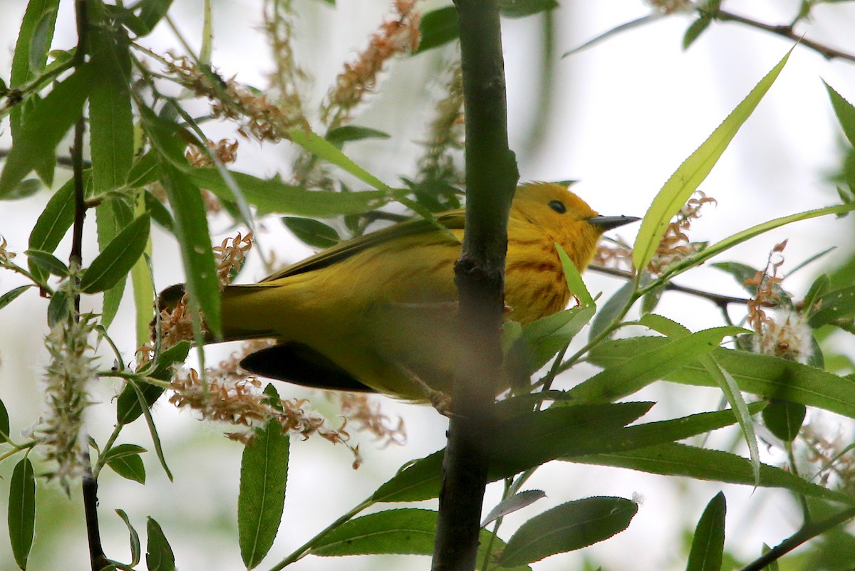 Yellow Warbler - ML337414781