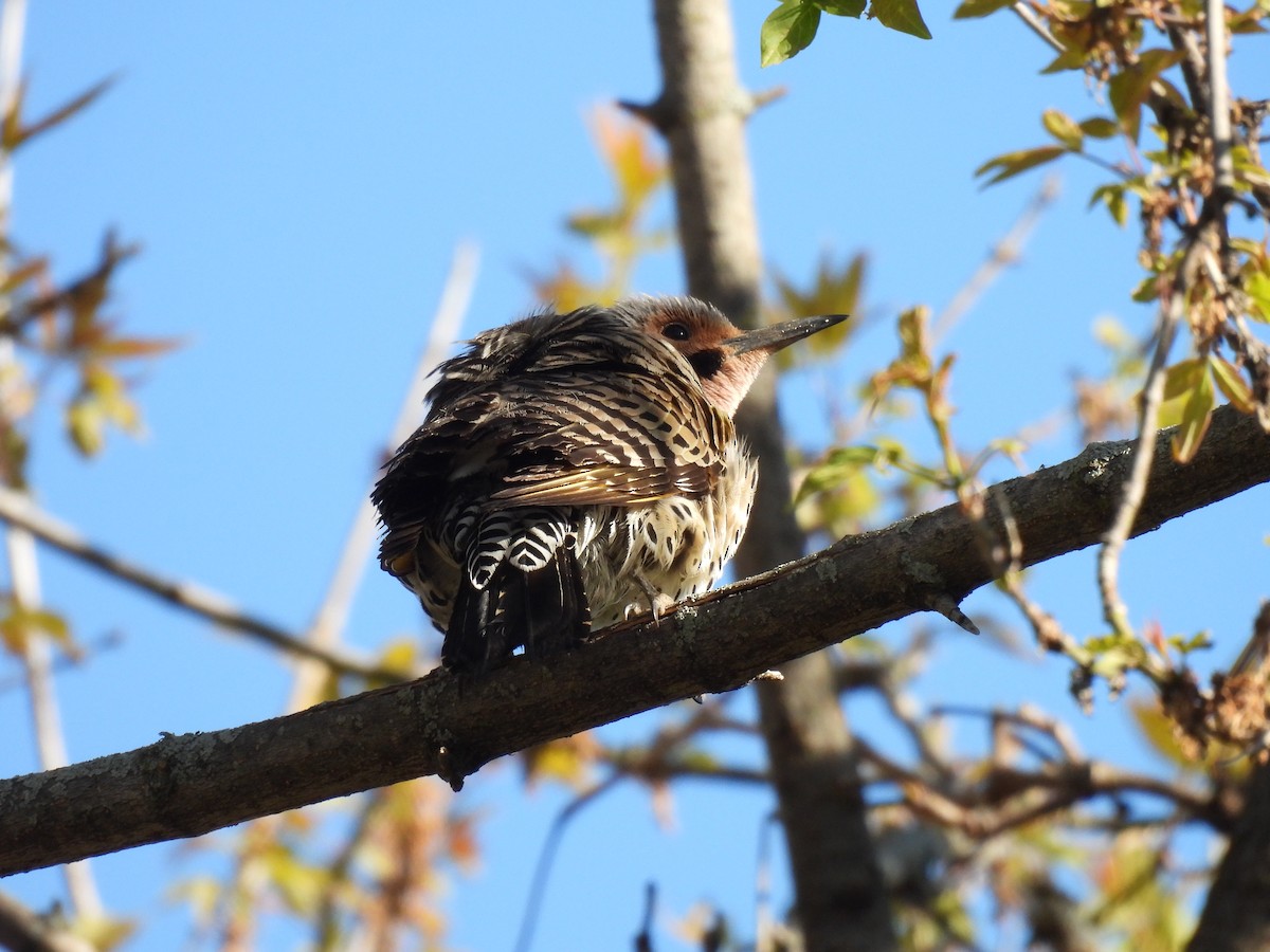 Northern Flicker (Yellow-shafted) - ML337414821