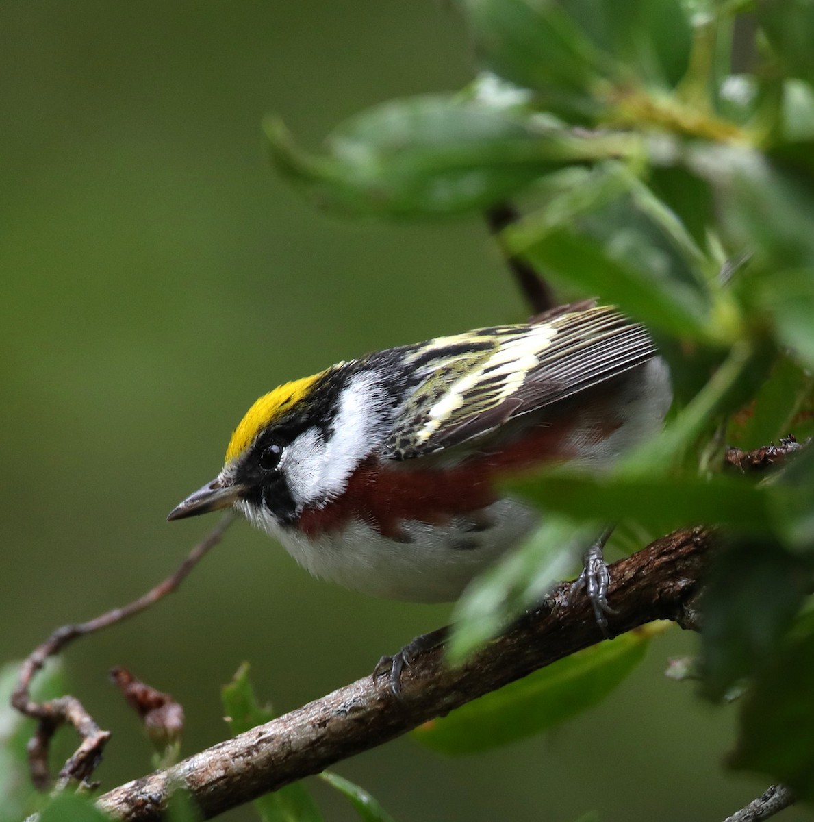 Chestnut-sided Warbler - ML337414991